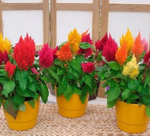 Sítio da Mata - FLORES ORNAMENTAIS Celósia-Plumosa SORTIDA ANÃ RABO-DE-GALO