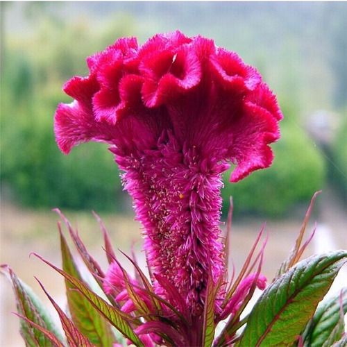 Sítio da Mata - CRISTA DE GALO (Celosia argentea)