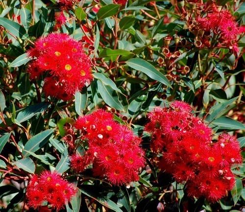 Sítio da Mata - EUCALIPTO DE FLOR VERMELHA