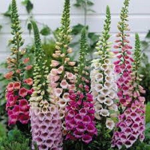 Sítio da Mata - FLORES ORNAMENTAIS Dedaleira FLOR DE GLOXINIA SORTIDA (Digitalis purpurea)