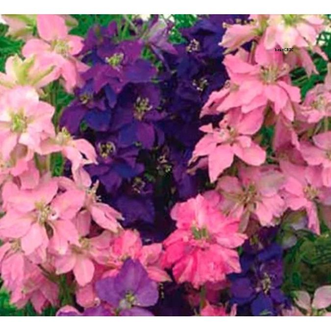 Sítio da Mata - FLORES ORNAMENTAIS Delphinium ESPORINHA DOBRADA SORTIDA (Consolida regalis)