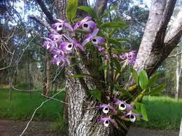 Sítio da Mata - DENDROBIUM ORQUÍDEA OLHOS DE BONECA