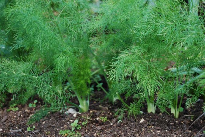 Sítio da Mata - DILL (Anethum graveolens)