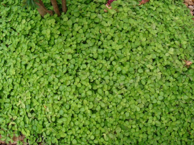 dinheiro em  penca   pilea  nummulariifolia