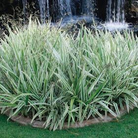 Dionela (Dianella tasmanica)