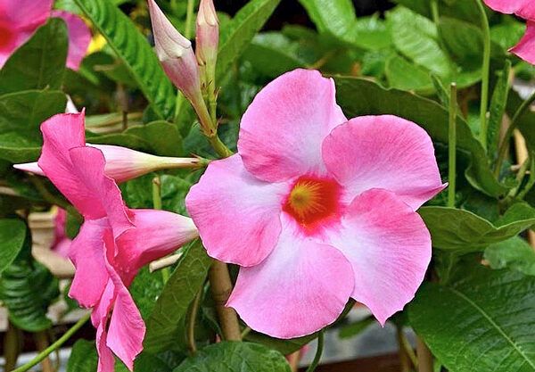 DIPLADÊNIA (Mandevilla spp.)