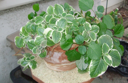 Dólar Variegato (Plectranthus nummularius)