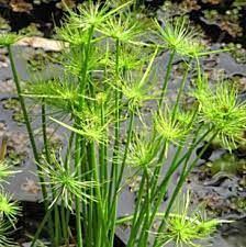 Mini Papirus (Cyperus papyrus ‘Nanus’)