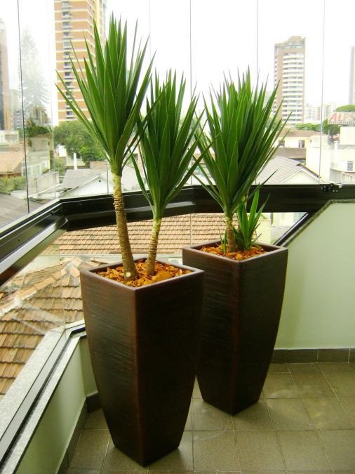 DRACENA ARBOREA (Dracena arborea)