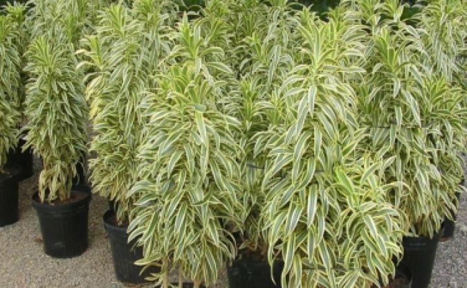 DRACENA PLEOMELE (Dracaena reflexa) 