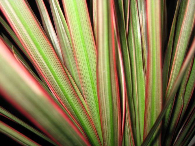 DRACENA TRICOLOR (Dracena marginata) 