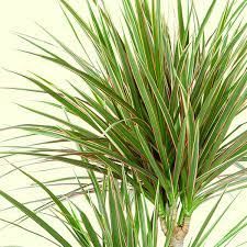 Sítio da Mata - DRACENA DE MADAGASCAR VERDE (Dracaena marginata)