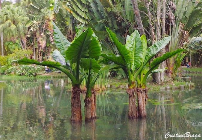 BANANEIRA D'ÁGUA (Typhonodorum lindleyanum)