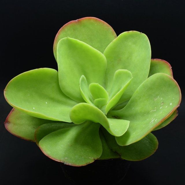 Sítio da Mata - ECHEVERIA PALLIDA (Echeveria pallida)