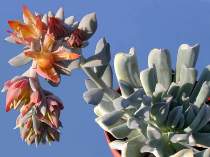 ECHEVERIA RUNY 'TOPSY TURVY'(Echeveria runyonii Topsy Turvy)