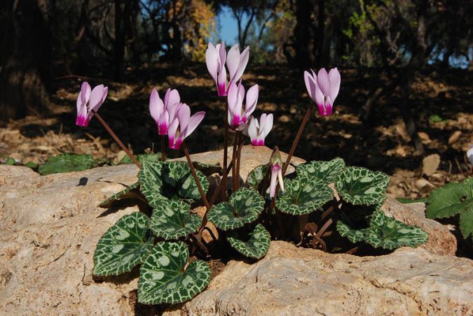 CICLAME (Cyclamen persicum)