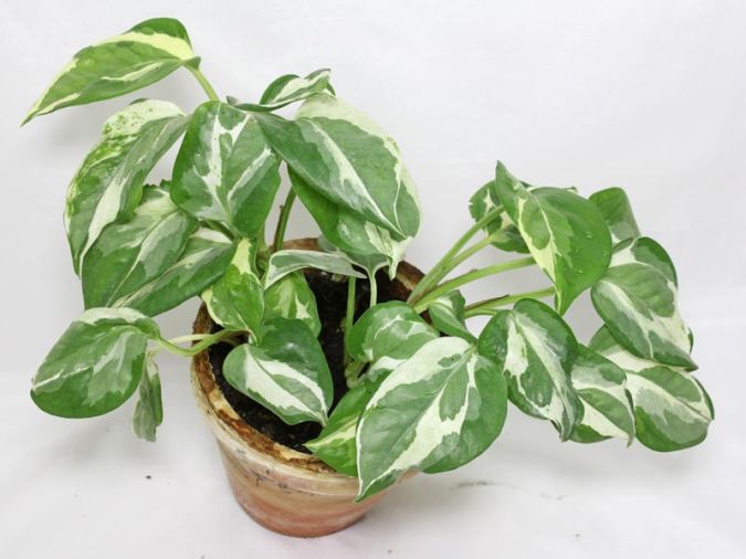 Jibóia Joy (Epipremnum aureum Njoy)