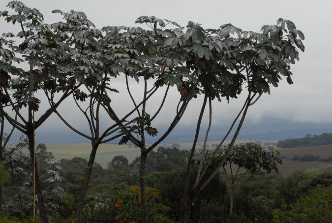 EMBAÚBA (Cecropia hololeuca)