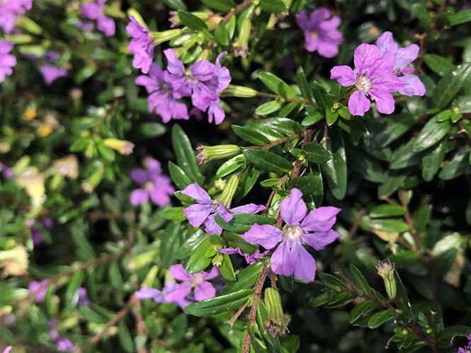 ERICA ROXA (Cuphea hyssopifolia)