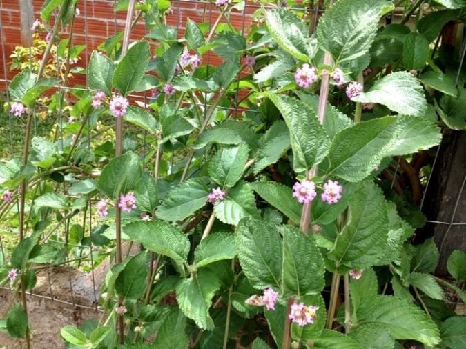 ERVA CIDREIRA (Lippia alba) 