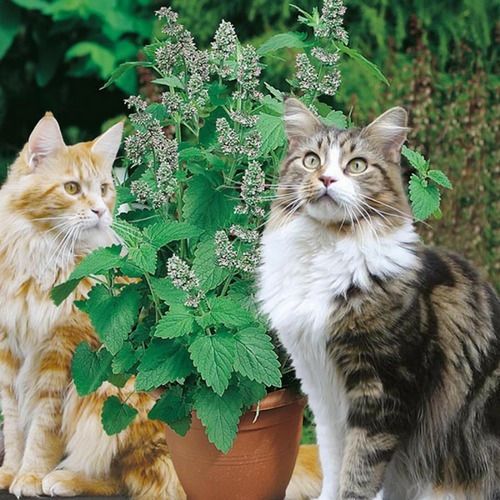 Sítio da Mata - ERVA DE GATO (Nepeta cataria)