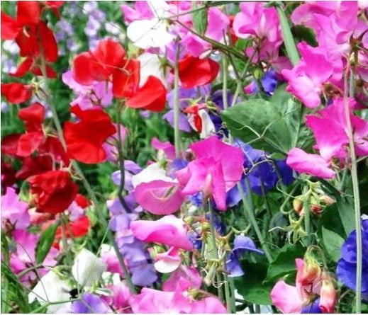 Sítio da Mata - FLORES ORNAMENTAIS ERVILHA-DE-CHEIRO SORTIDO (Lathyrus odoratus)