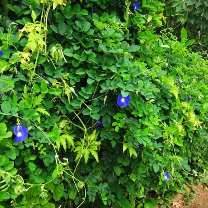 ERVILHA AZUL TREPADEIRA (Clitoria ternatea)