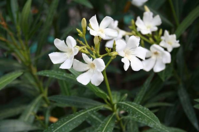 Espirradeira Branca (Nerium oleander)