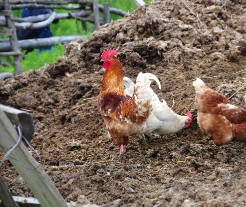 Sítio da Mata - ESTERCO DE AVES 5,0 KGS UNICA