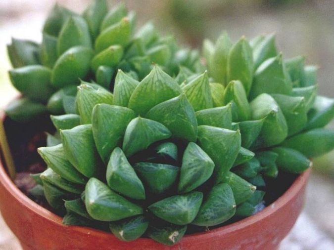 ESTRELA DO MAR ( Haworthia cymbidormis) 