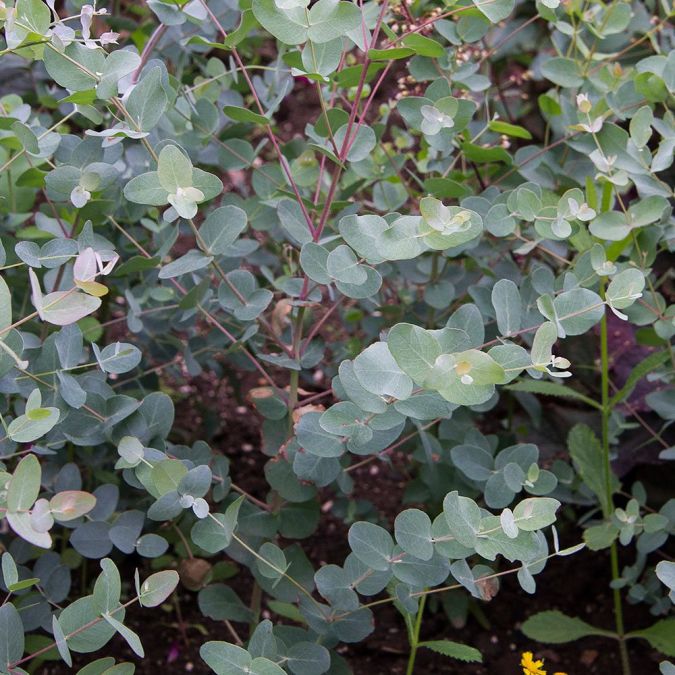 Sítio da Mata - EUCALIPTO SILVER DROP (Eucalyptus gunnii)
