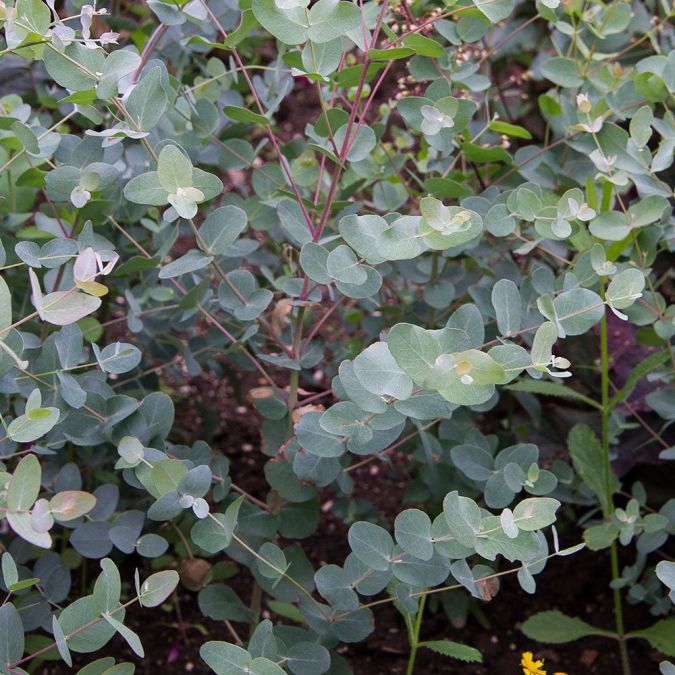 EUCALIPTO SILVER DROP (Eucalyptus gunnii)