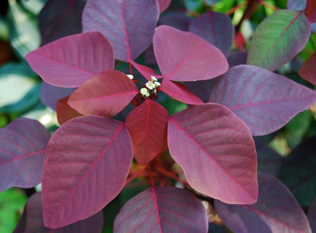 LEITEIRO VERMELHO (Euphorbia cotinifolia)