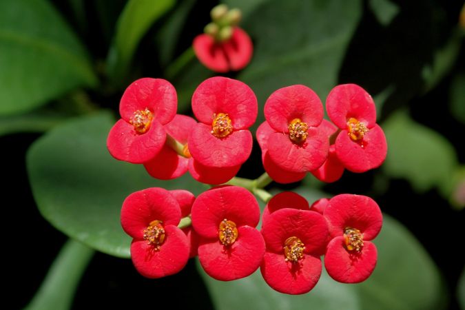 Sítio da Mata - COROA DE CRISTO (Euphorbia milii) 