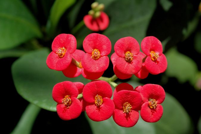 COROA DE CRISTO (Euphorbia milii) 