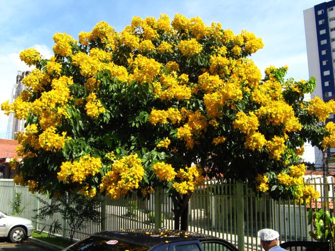 FEDEGOSO (Senna macranthera)