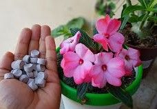 Sítio da Mata - FERTILIZANTE PASTILHAS FLORES 50 G UNICA NPK 04.14.08