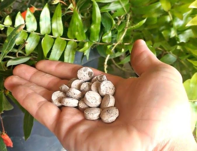 Sítio da Mata - FERTILIZANTE PASTILHAS SAMAMBAIA 50 G UNICA NPK 12.08.06