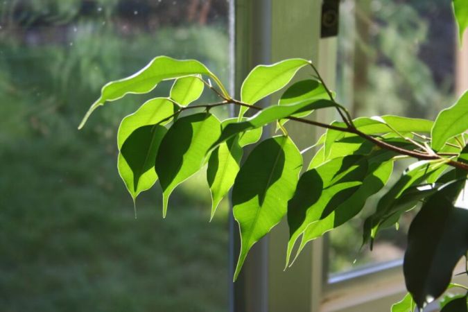 Figueira (Ficus Benjamim)