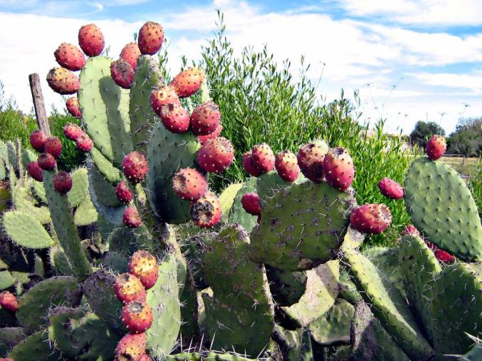 FIGO-DA-ÍNDIA (Opuntia ficus indica)