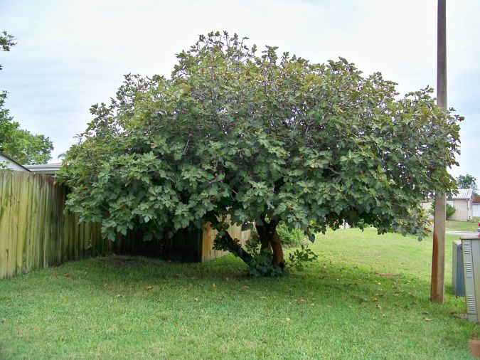 FIGO NEGRITO (PRETO PEQUENO, FICUS CARICA)