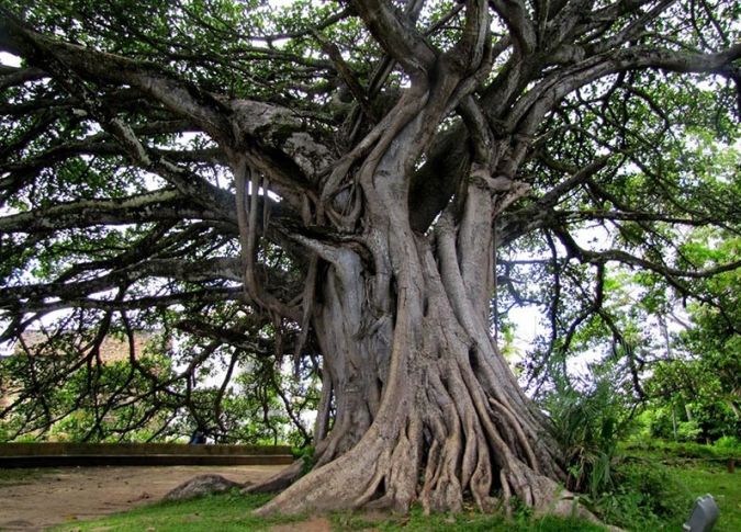FIGUEIRA BRANCA (Ficus guaranitica)