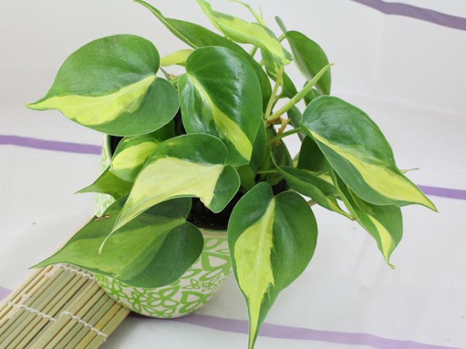 Sítio da Mata - FILODENDRO LUA CLARA (Philodendron moonlight)