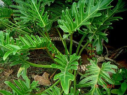 FILODENDRO XANANDU (Philodendron xanadu)