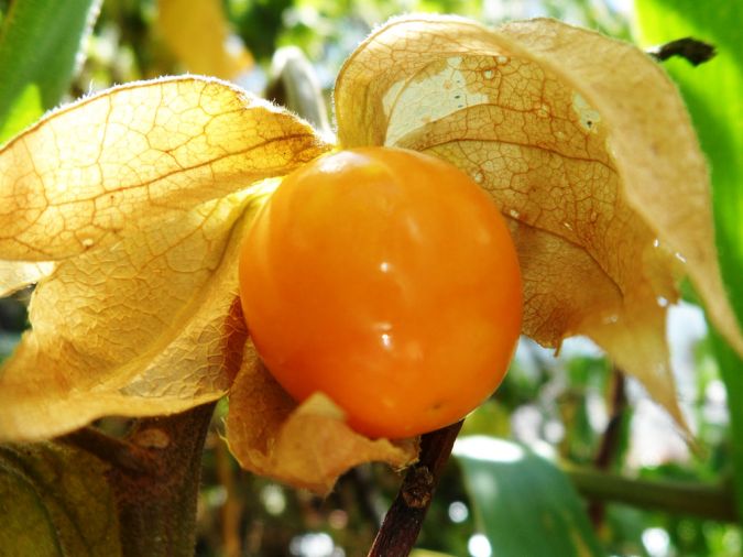 Sítio da Mata - FISALIS (Physalis)