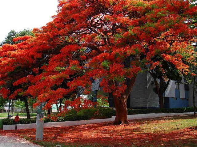 FLAMBOYANT (Delonix regia)