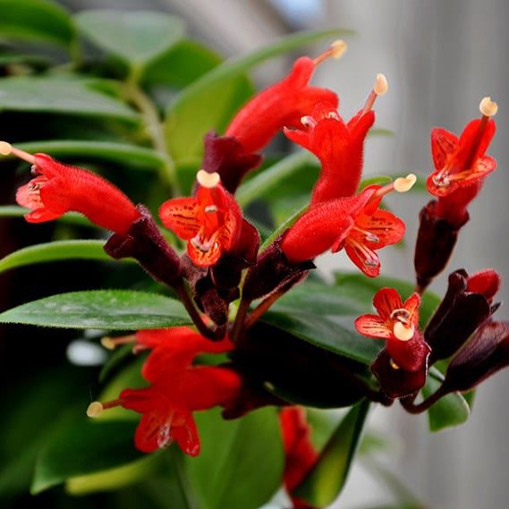 Sítio da Mata - PLANTA BATOM (Aeschynanthus pulcher)