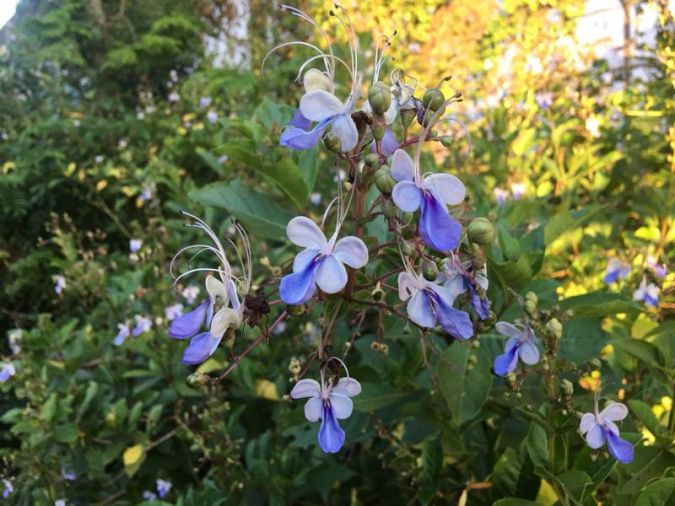 Flor Borboleta (Rotheca myricoides)