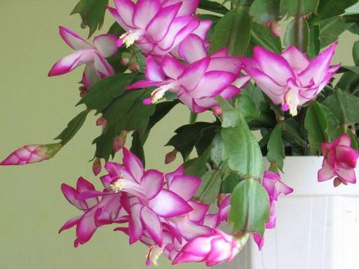 Flor de Maio (Schlumbergera truncata) 