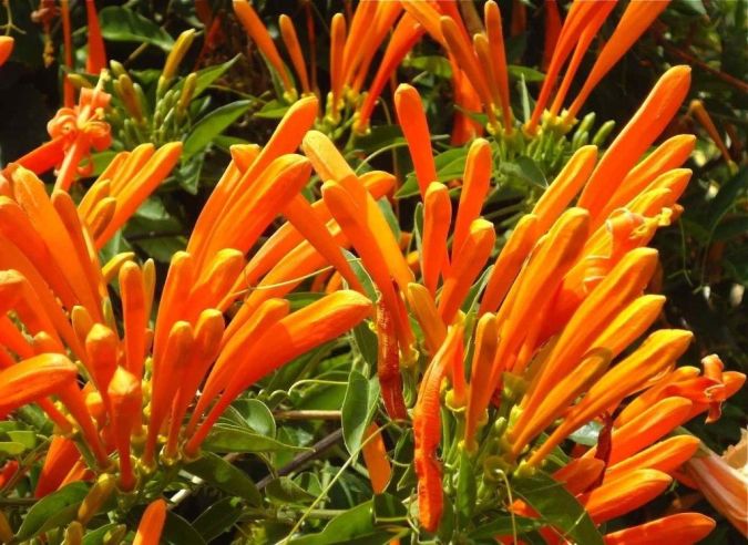Sítio da Mata - Cipo de São Joao (Pyrostegia venusta) 